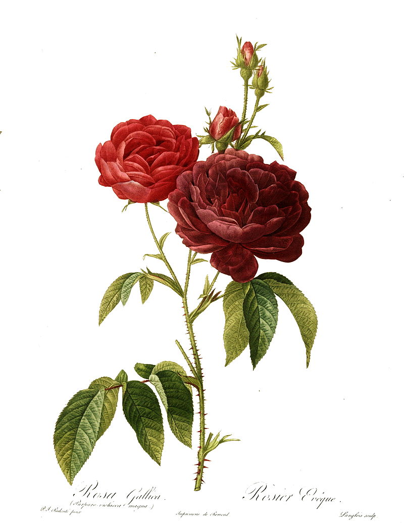 Rosa Centifolia, King of Essential oils