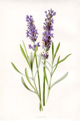 Lavandula Angustifolia